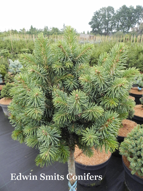 Picea schrenkiana 'BAO'